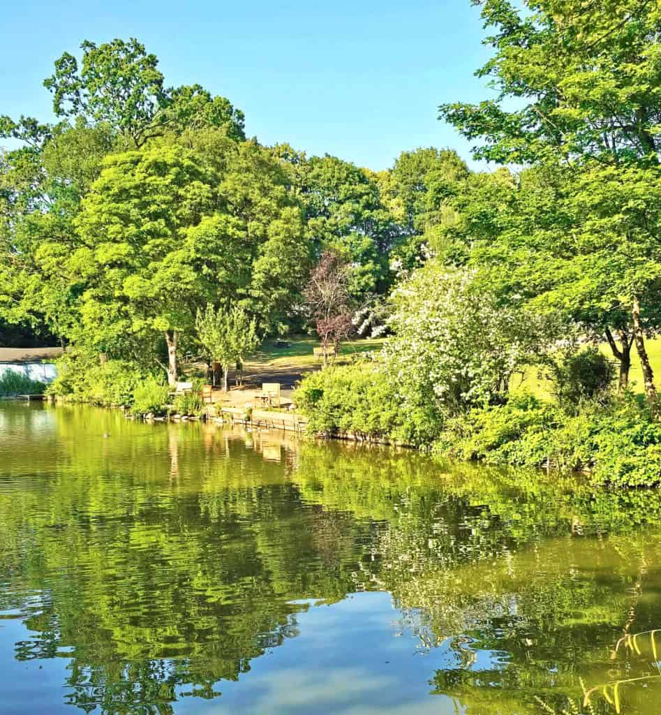 A photo of lots of trees along the side of the Pool