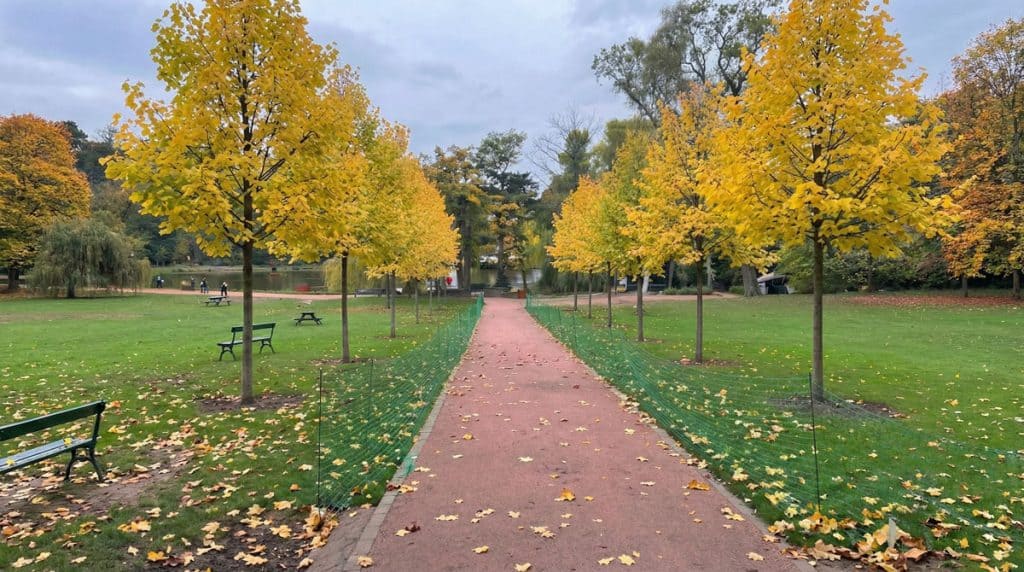 An image of what the lime trees might look like after they grow